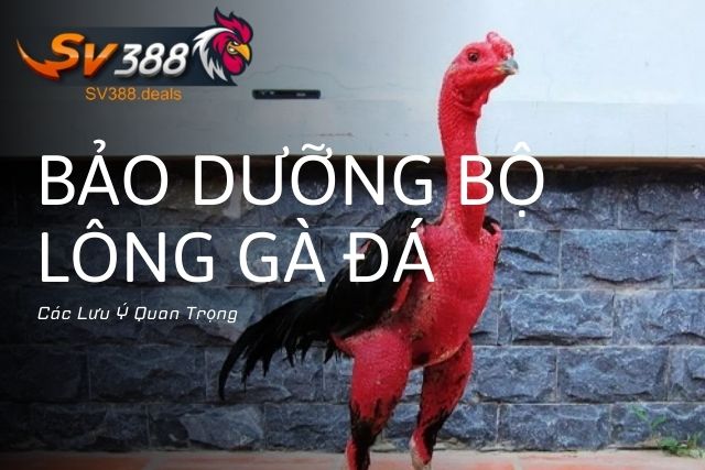 Các Lưu Ý Quan Trọng